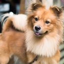 상상동물병원 이미지