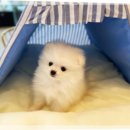 행복펫 애견미용실 이미지