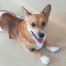 신기길L | [김천/신음동 맛집] 명희네 칼국수 - 해장되는 고기 칼국수🍜와 깔끔한 고기완자전