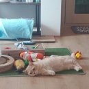 마이펫 애견 미용 이미지