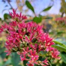 여주-0920 이미지