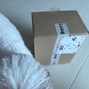 디스펙 | 디베리 강아지 바람막이 | 윈드브레이커 후기 | 강아지 가을 옷 추천