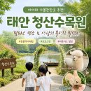 사랑의어린이집 | 태안 청산수목원 아이와 가볼만한곳, 팜파스 명소 사랑의 불시착 촬영지 후기