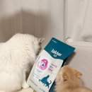 밸런스 | 다묘가정 고양이 사료 추천 이즈칸 캣 올라이프 밸런스 후기