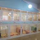 러블리독 이미지