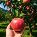 정용농장 | 부사 사과 – 못난이 사과의 반전 스토리 - 단맛은 꽉 채우고, 가격은 확 낮춘 감밭농원 정직 사과 후기!