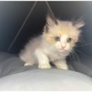 행복한강아지와고양이 이미지