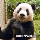 당근 먹는 디즈니 곰주 루이바오 이미지