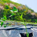 사내농장 이미지