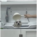 강아지 미용실 이미지