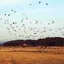 새까마쿤 Daum카페