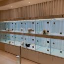 디어마이퍼피 이미지