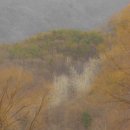 동양목장 | 양평 두물머리 세미원 상춘원 두물머리연핫도그 방문후기(26.03.01)