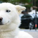 숲속의 이글루 이미지