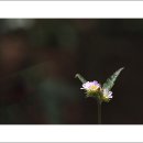 불암초교 이미지