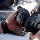 청계 한우 농장 이미지