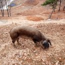 송조농원 이미지