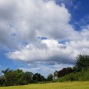 소동느티나무 이미지