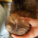 위드독스 이미지