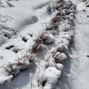 칡캐는오미자농부 이미지