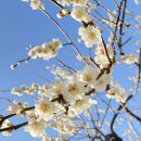 Blossom for you 이미지