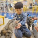 고양이카페 아이캣유 | 전주 효자동 아이랑 가볼만한 곳 고양이카페 아이캣유 솔직후기