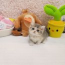 행복한고양이 | 요미캣과 함께한 행복한 시흥고양이분양 이야기