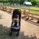 대암목장 | 울주 포니랜드, 아기랑 피크닉