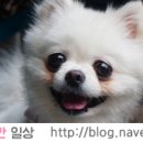 푸르미푸드 네이버블로그