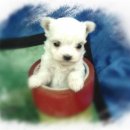 말티네 집 이미지