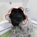 펫피파니 이미지