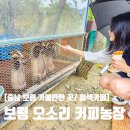옥우영농조합법인 | [충남 보령 가볼만한 곳 / 보령 이색 카페] '보령 오소리커피농장 영농조합법인'
