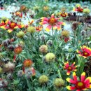 고향의 여름 이미지