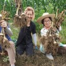 ＜진안고원 한지형 6쪽 고랭지 마늘 판매합니다.＞ 이미지