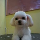 퍼피몽몽 이미지