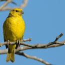 순복음총회신학교 이미지