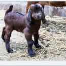 아기염소 이미지