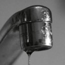 반려견 셀프미용 이미지