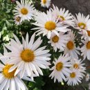 The채움공인중개사사무소 이미지