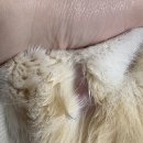 포옹 랩스 Labs를 통해 고양이 식이알러지 검사 해본 후기 (내돈내산)