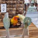 리프패럿진주점 이미지