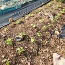 삼열농장 이미지