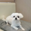 신반포동물병원 이미지