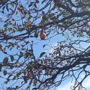 평지못(1) 이미지