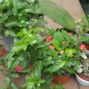 금산콩나물비빔밥 이미지