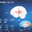 신경과학(신경해부학) 11강 바닥핵과 뇌의 심부구조 basal ganglia 기저핵 이미지