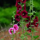 오곡농장 이미지