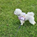 홈즈펫타운 이미지