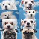 영민동물병원 이미지