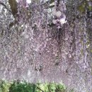 금창리 예찬마을 경로당 | [이종민의 나무오디세이] 시원한 그늘 만드는 등나무, 칡과는 갈등 일으키는 주역